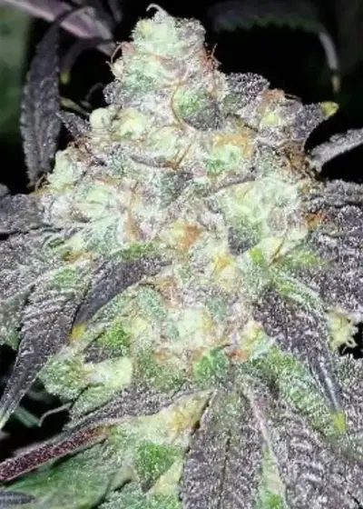 Cheap Thrills Feminized by Cannaventure Seeds, Photoperiod cannabis strain