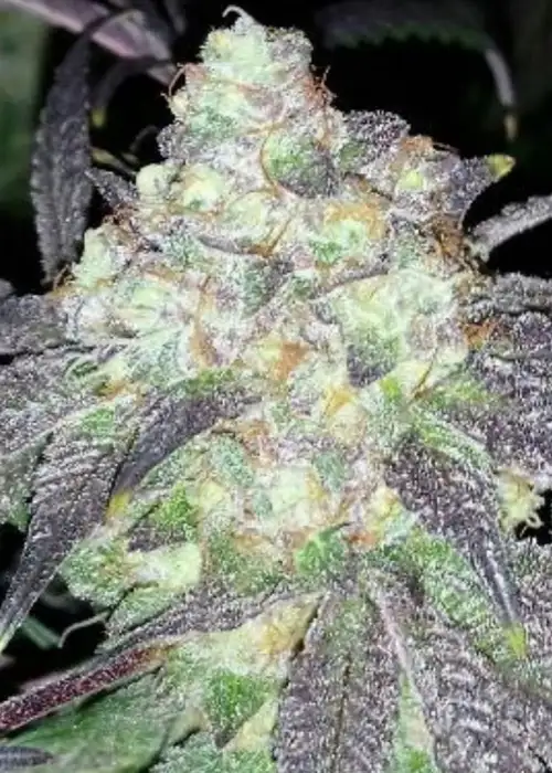 Cheap Thrills Feminized by Cannaventure Seeds, Photoperiod cannabis strain