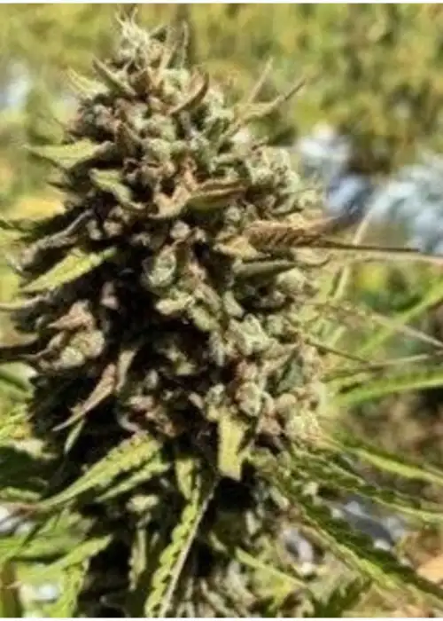 Chees-Sus Christ Superstar by Mosca Seeds, Autoflower cannabis strain