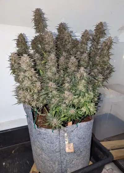 Cheese Auto by Aztech, Autoflower cannabis strain