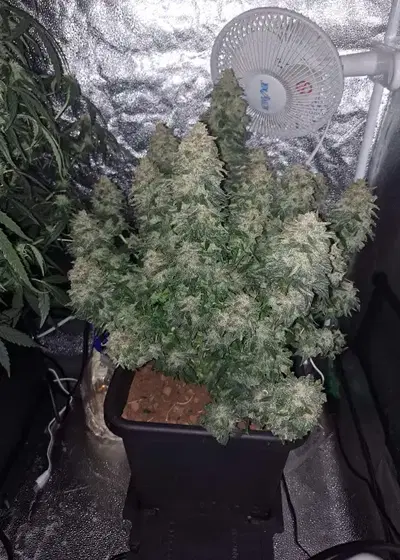 Cheese Autoflower by Mediseed Man, Autoflower cannabis strain