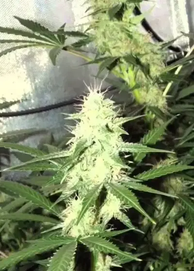 Cheese AutoFlowering by Sunwest Genetics, Autoflower cannabis strain