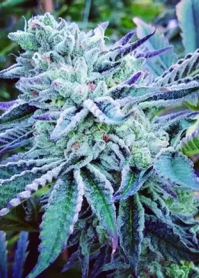 Cheese Cake Cookies by The Kush Brothers, Photoperiod cannabis strain