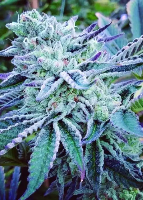 Cheese Cake Cookies by The Kush Brothers, Photoperiod cannabis strain