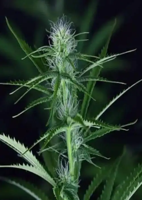 Cheese CBD by Dinafem, Photoperiod cannabis strain