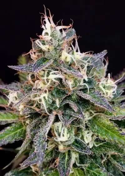 Cheese Cookies by Mamiko Seeds, Photoperiod cannabis strain