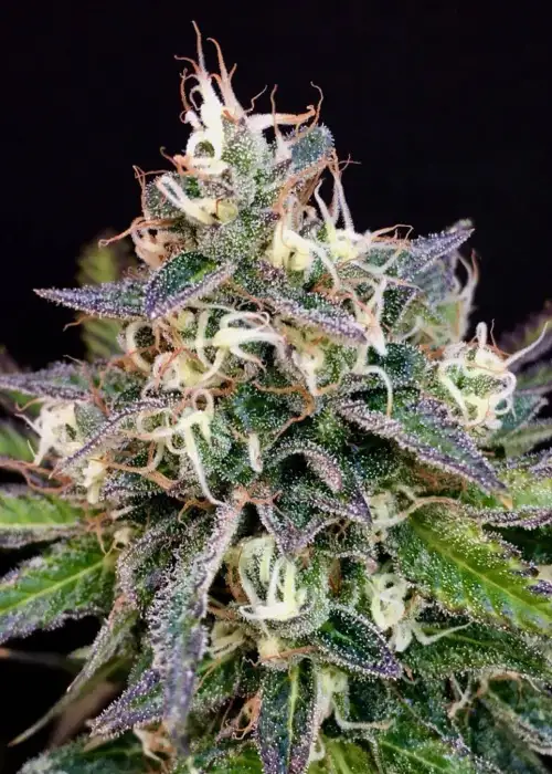 Cheese Cookies by Mamiko Seeds, Photoperiod cannabis strain
