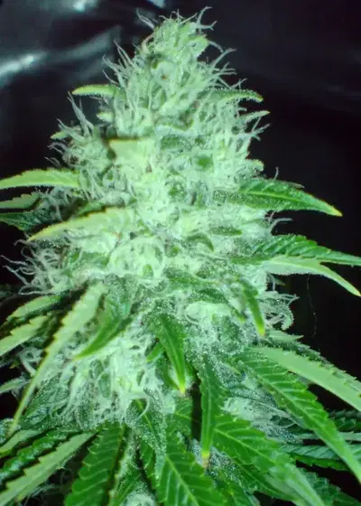 Cheese Dawg by Big Buddha Seeds, Photoperiod cannabis strain