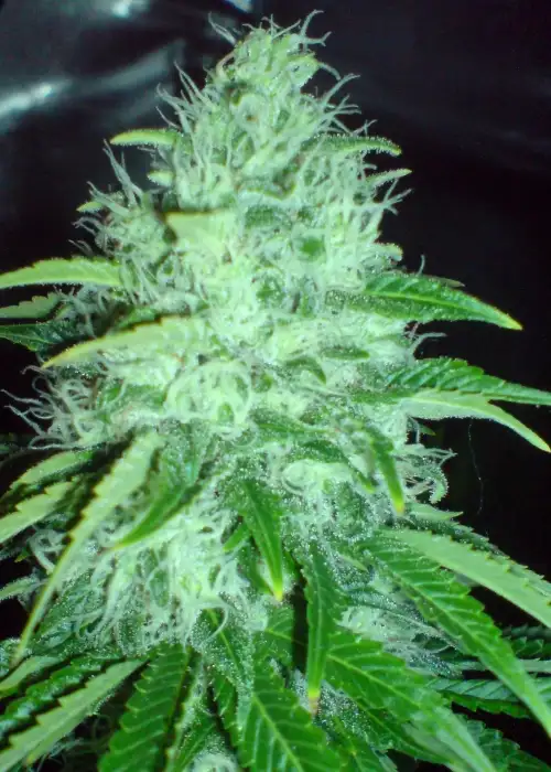 Cheese Dawg by Big Buddha Seeds, Photoperiod cannabis strain