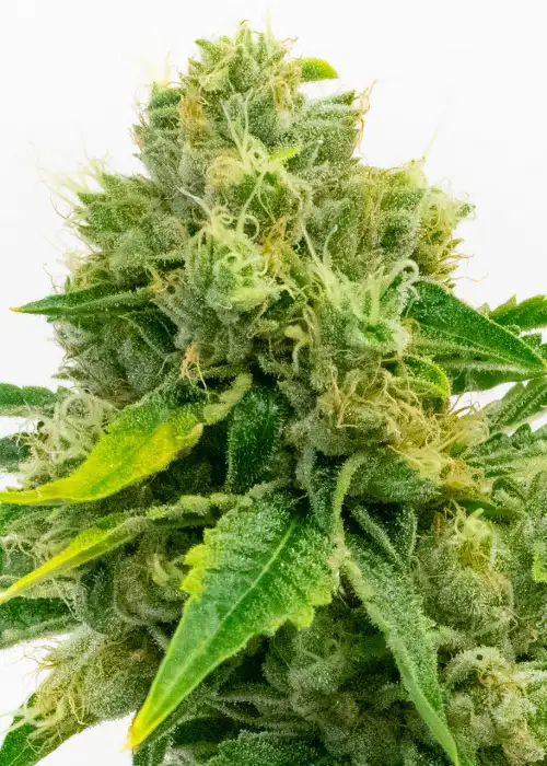 Cheese Diesel by Crop King Seeds, Photoperiod cannabis strain