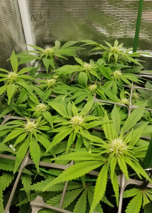 Cheese Dog Haze by Connoisseur Genetics, Photoperiod cannabis strain