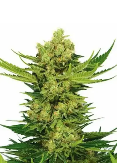 Cheese Feminized by Seeds Genetics Co., Photoperiod cannabis strain