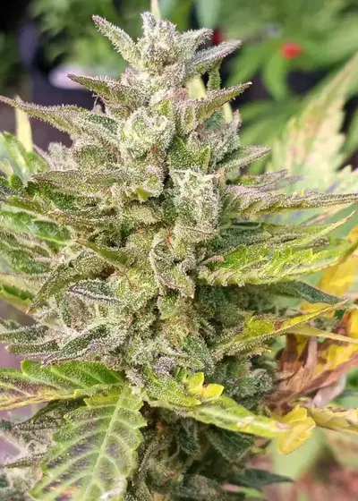 Cheese Fries by Twisted Tree Autoflowers, Autoflower cannabis strain