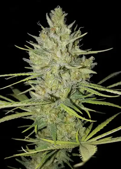 Cheese Mass by Big Seedbank, Photoperiod cannabis strain