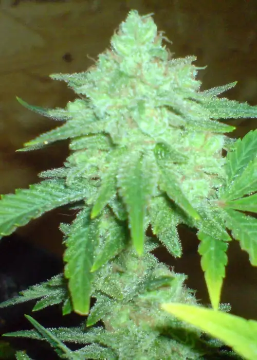 Cheese by Mediseed Man, Photoperiod cannabis strain