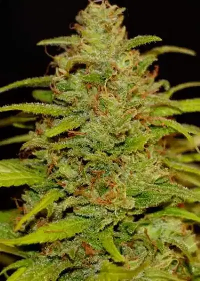 Cheestar 99 by Shaman Genetics, Photoperiod cannabis strain