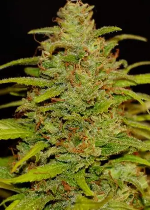 Cheestar 99 by Shaman Genetics, Photoperiod cannabis strain