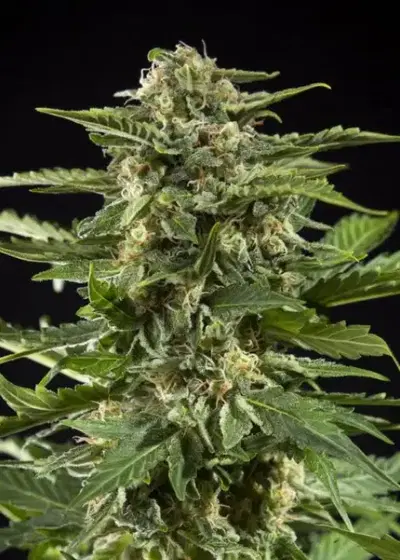 Cheesy Auto by Philosopher Seeds, Autoflower cannabis strain