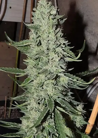 Cheesy Rider by Karma Genetics, Photoperiod cannabis strain