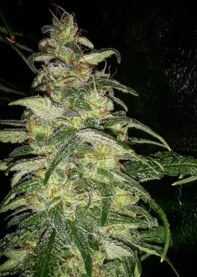 Chelumbian by Norstar Genetics, Photoperiod cannabis strain