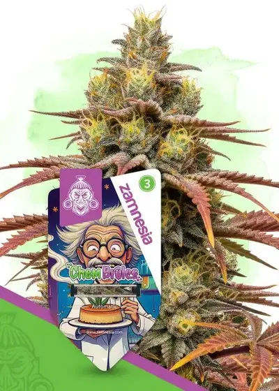 Chem Brulee Autoflower by Zamnesia Seeds, Autoflower cannabis strain
