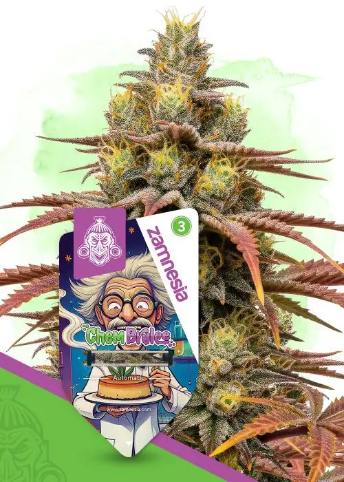 Chem Brulee Autoflower by Zamnesia Seeds, Autoflower cannabis strain