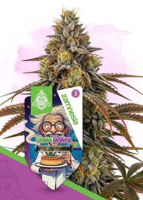 Chem Brulee by Covert Genetics, Photoperiod cannabis strain