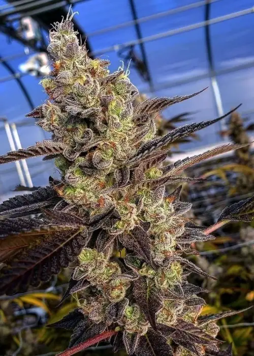 Chem Cookies aka GMO Cookies by Divine Genetics, Photoperiod cannabis strain
