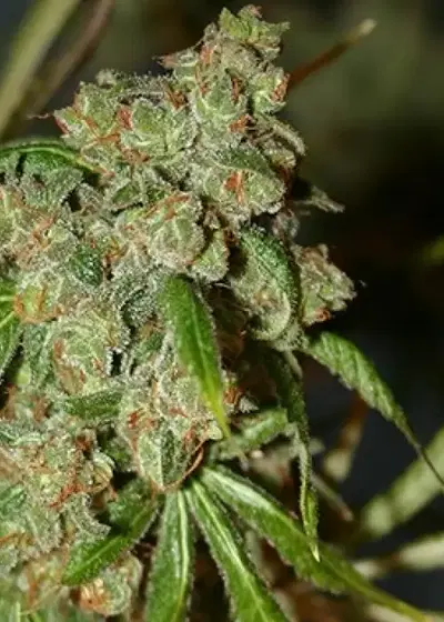 Chem Jones by Connoisseur Genetics, Photoperiod cannabis strain