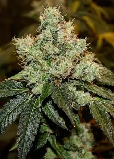 Chem Kesey by Bodhi Seeds, Photoperiod cannabis strain