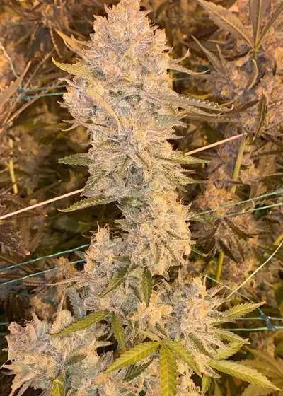 Chem Lem by Dark Horse Genetics, Photoperiod cannabis strain