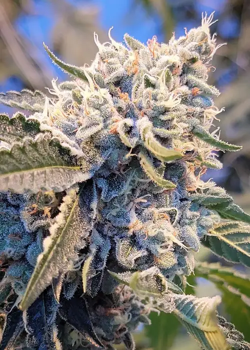 Chem n Cream by Dungeons Vault Genetics, Photoperiod cannabis strain
