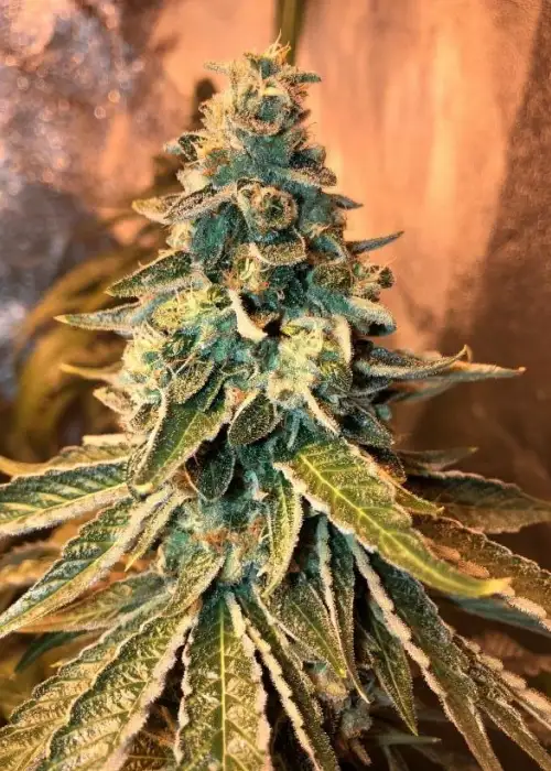Chem OG by Female Seeds, Photoperiod cannabis strain