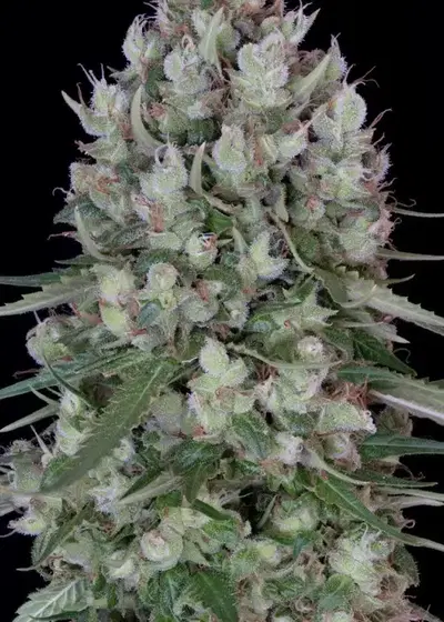 Chemdawg #4 by Big Head Seeds, Photoperiod cannabis strain