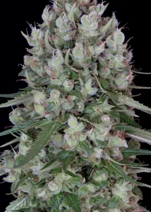 Chemdawg #4 by Big Head Seeds, Photoperiod cannabis strain
