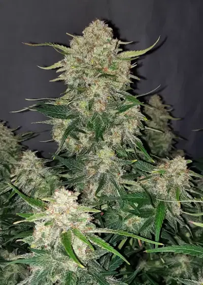 Chemdawg Auto by Auto Seeds, Autoflower cannabis strain