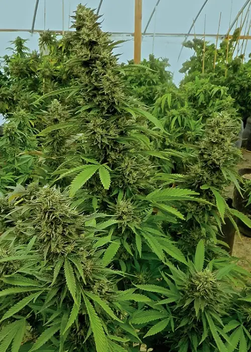 Chemdawg by Humboldt Seed Organization, Photoperiod cannabis strain