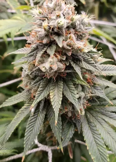 Chemdog D by Humboldt CSI, Photoperiod cannabis strain