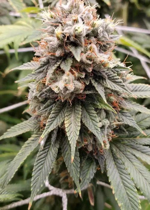 Chemdog D by Humboldt CSI, Photoperiod cannabis strain