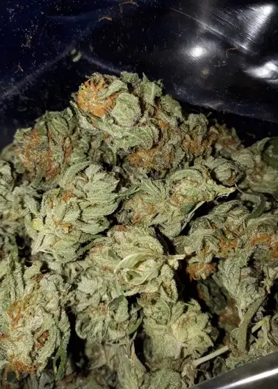 Chemdog by Sunwest Genetics, Photoperiod cannabis strain