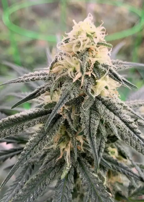 Chemdog Gorilla by Expert Seeds, Photoperiod cannabis strain