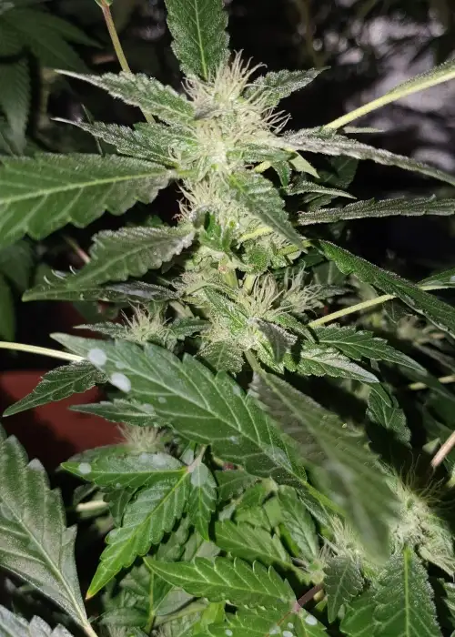 Chemdog Millionaire Guava by Garden of Green, Photoperiod cannabis strain