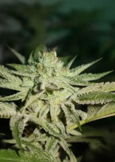 Chemhead OG by Pheno Finder Seeds, Photoperiod cannabis strain