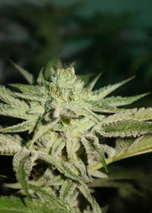 Chemhead OG by Pheno Finder Seeds, Photoperiod cannabis strain