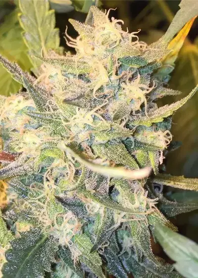 Chemwreck Kush by Connoisseur Genetics, Photoperiod cannabis strain