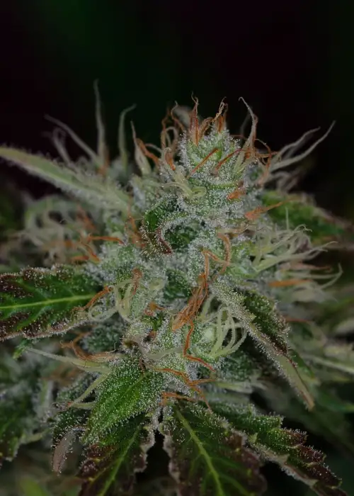 Chernobyl by TGA Genetics Subcool Seeds, Photoperiod cannabis strain
