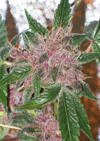 Cherries Jubilee by The Cali Connection, Photoperiod cannabis strain
