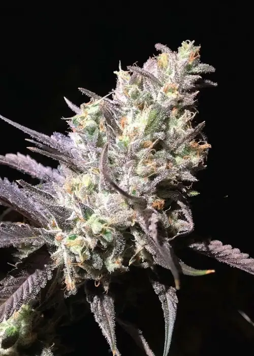 Cherrmendous by Relentless Genetics, Photoperiod cannabis strain