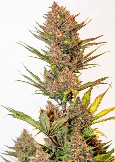 Cherry Banana Auto by Silver River Seeds, Autoflower cannabis strain