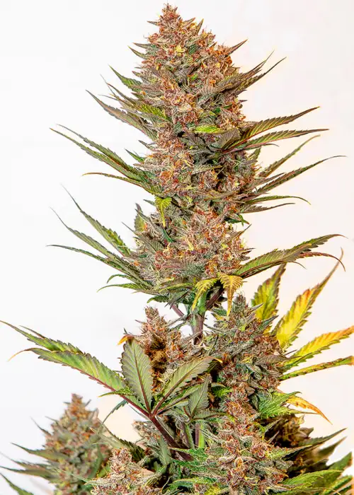 Cherry Banana Auto by Silver River Seeds, Autoflower cannabis strain